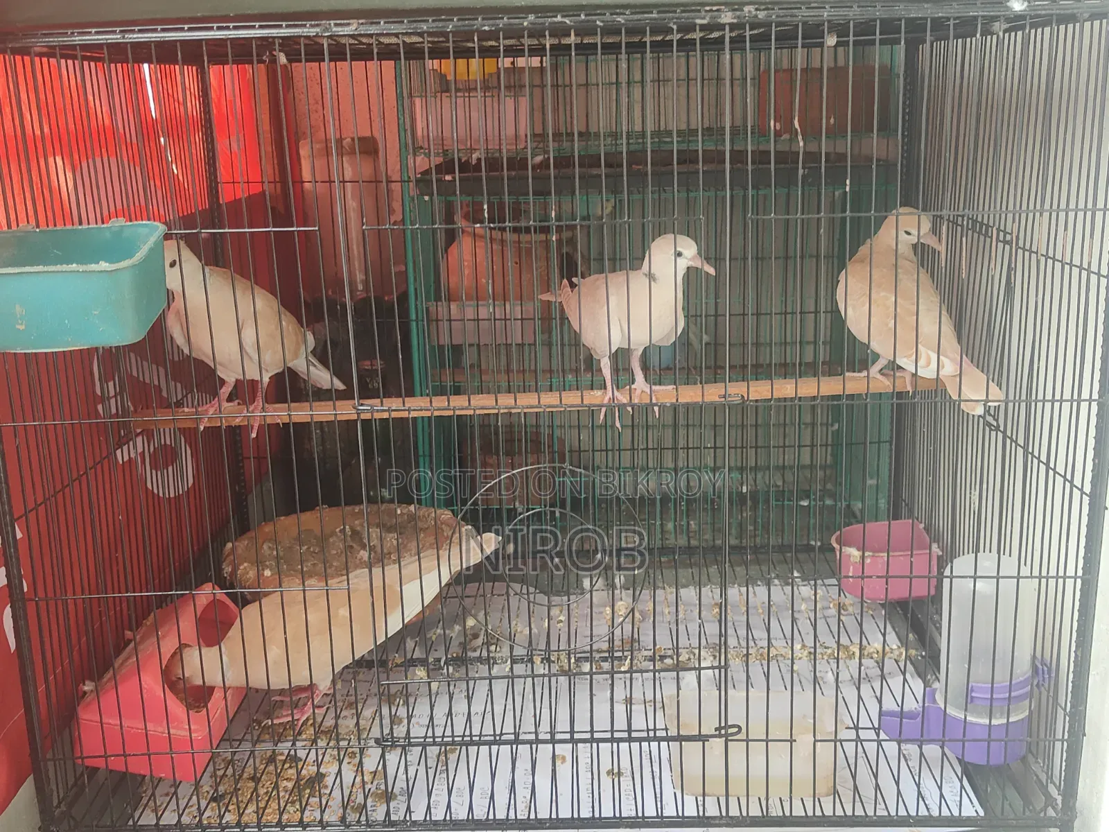 Dove Baby Birds for Sale