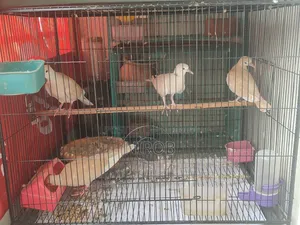 Dove Baby Birds for Sale