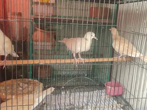 Dove Baby Birds for Sale