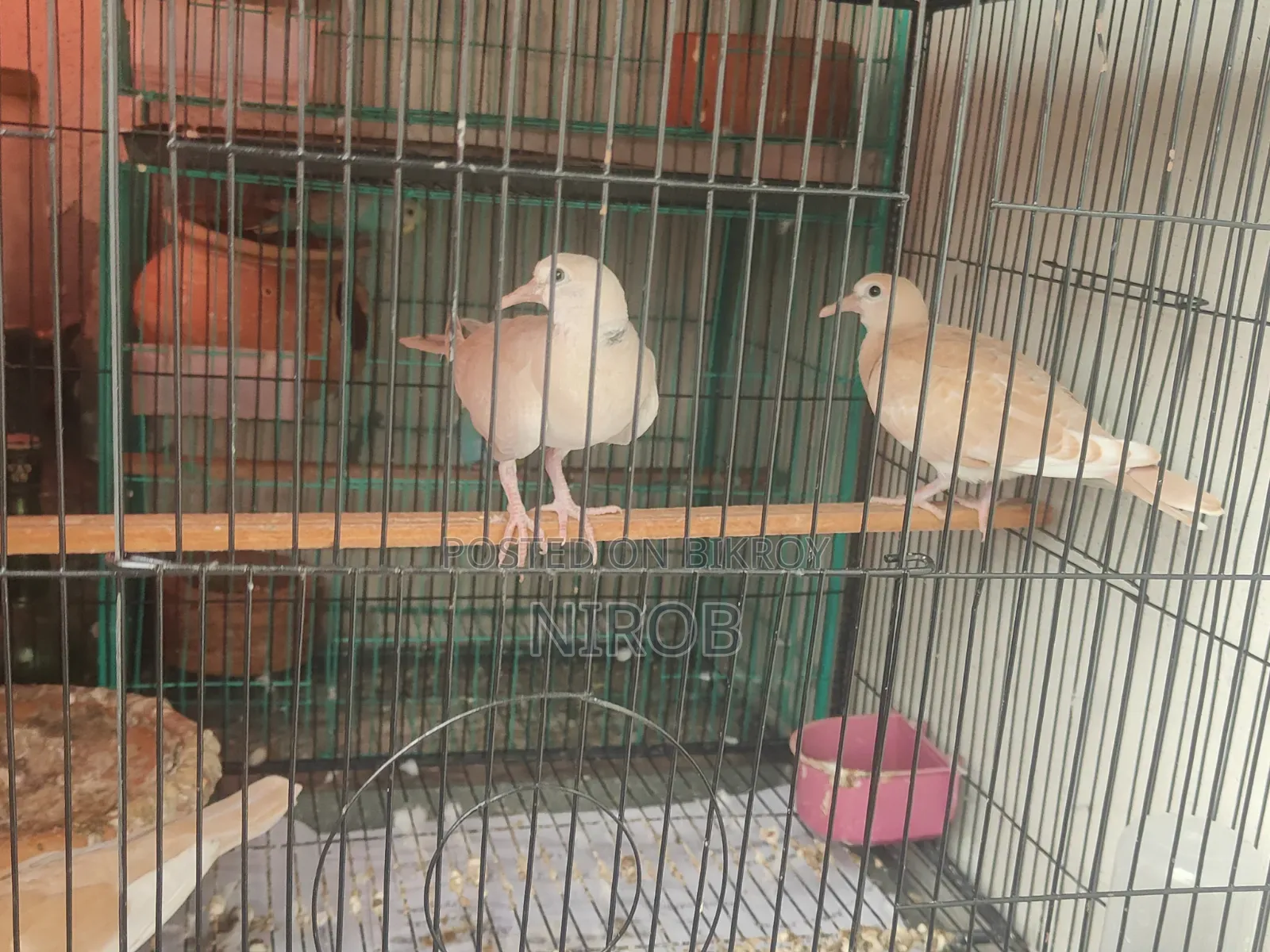 Dove Baby Birds for Sale