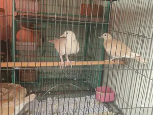 Dove Baby Birds for Sale