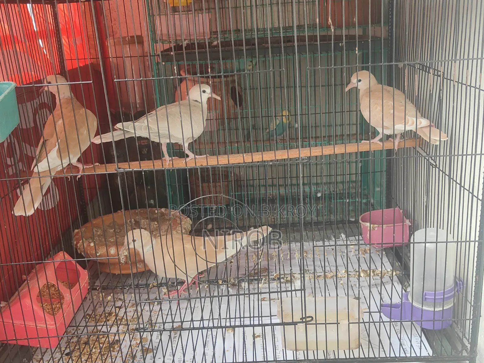 Dove Baby Birds for Sale