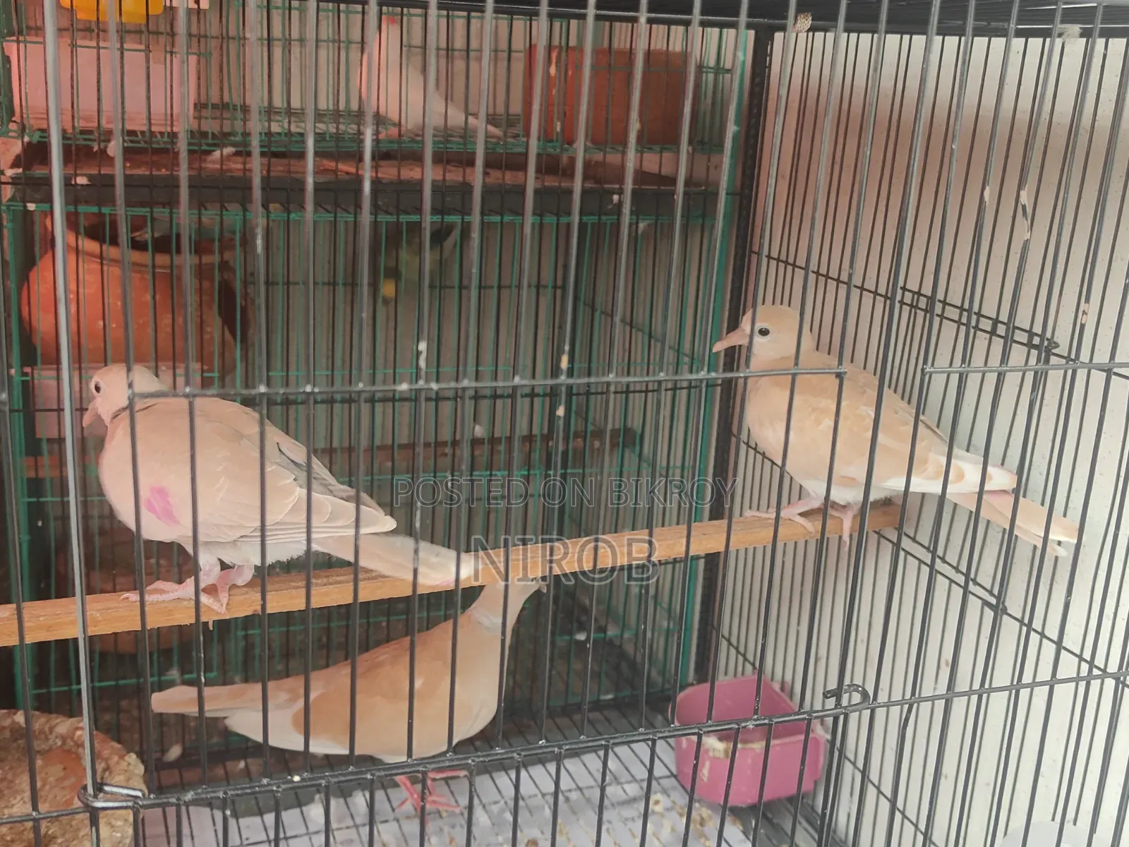 Dove Baby Birds for Sale