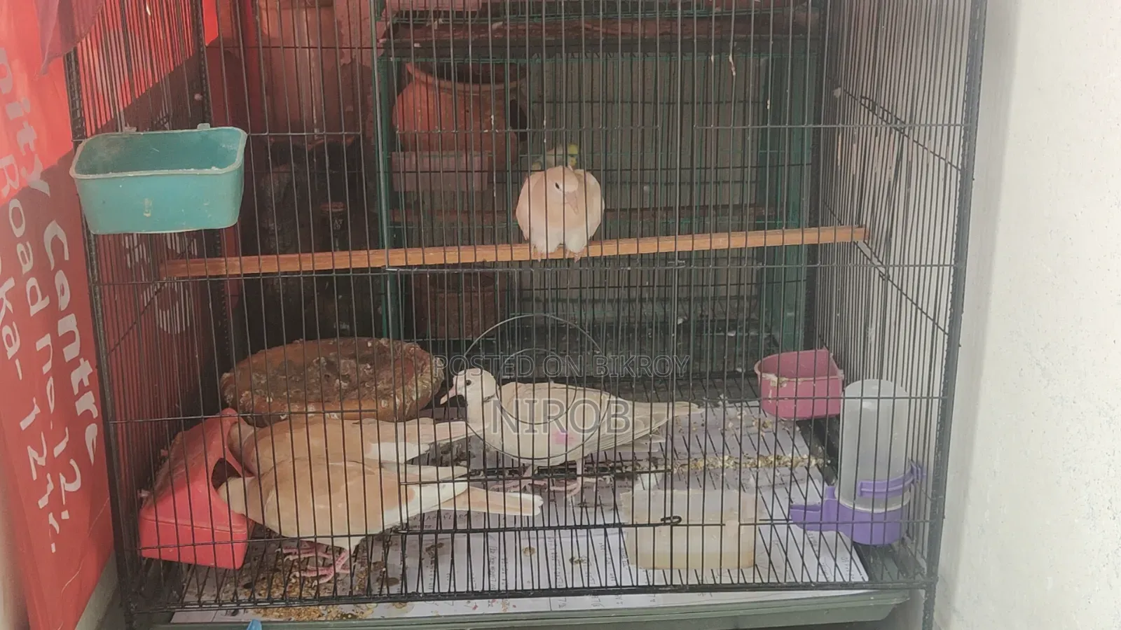 Dove Baby Birds for Sale