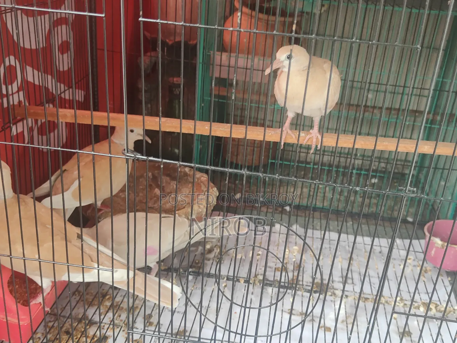 Dove Baby Birds for Sale