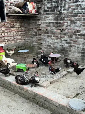 China Duck