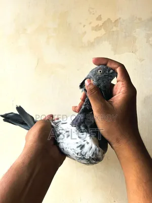 তোতা নর কবুতর