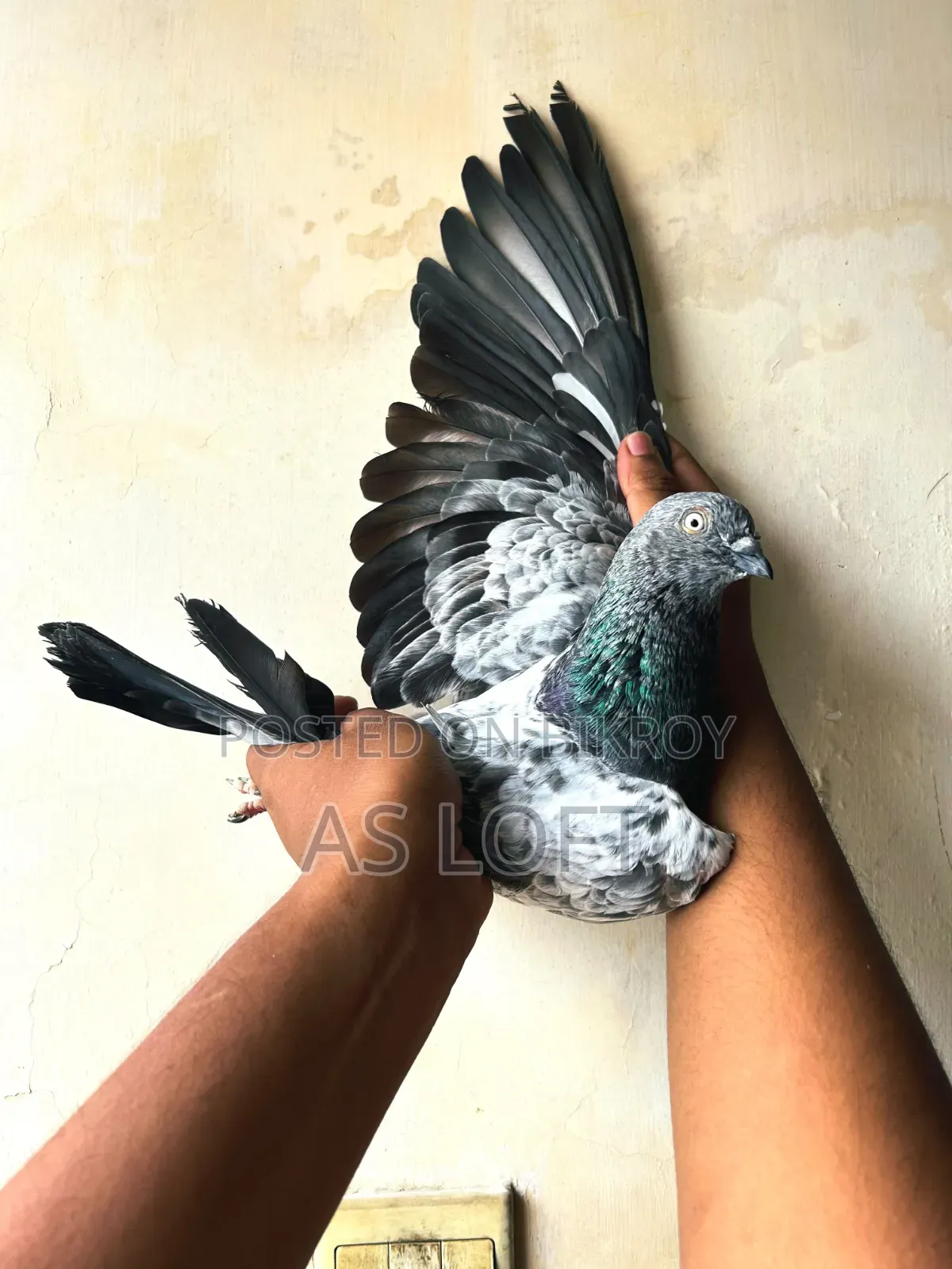তোতা নর কবুতর
