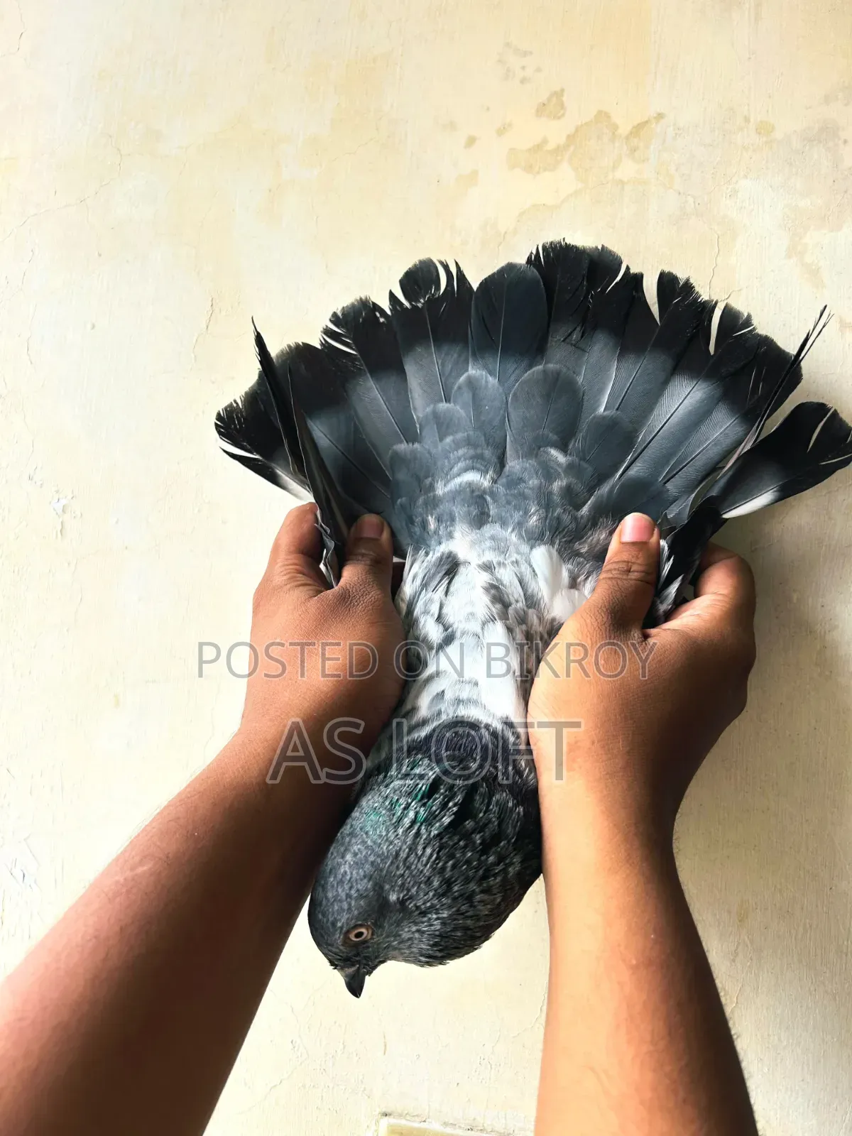 তোতা নর কবুতর