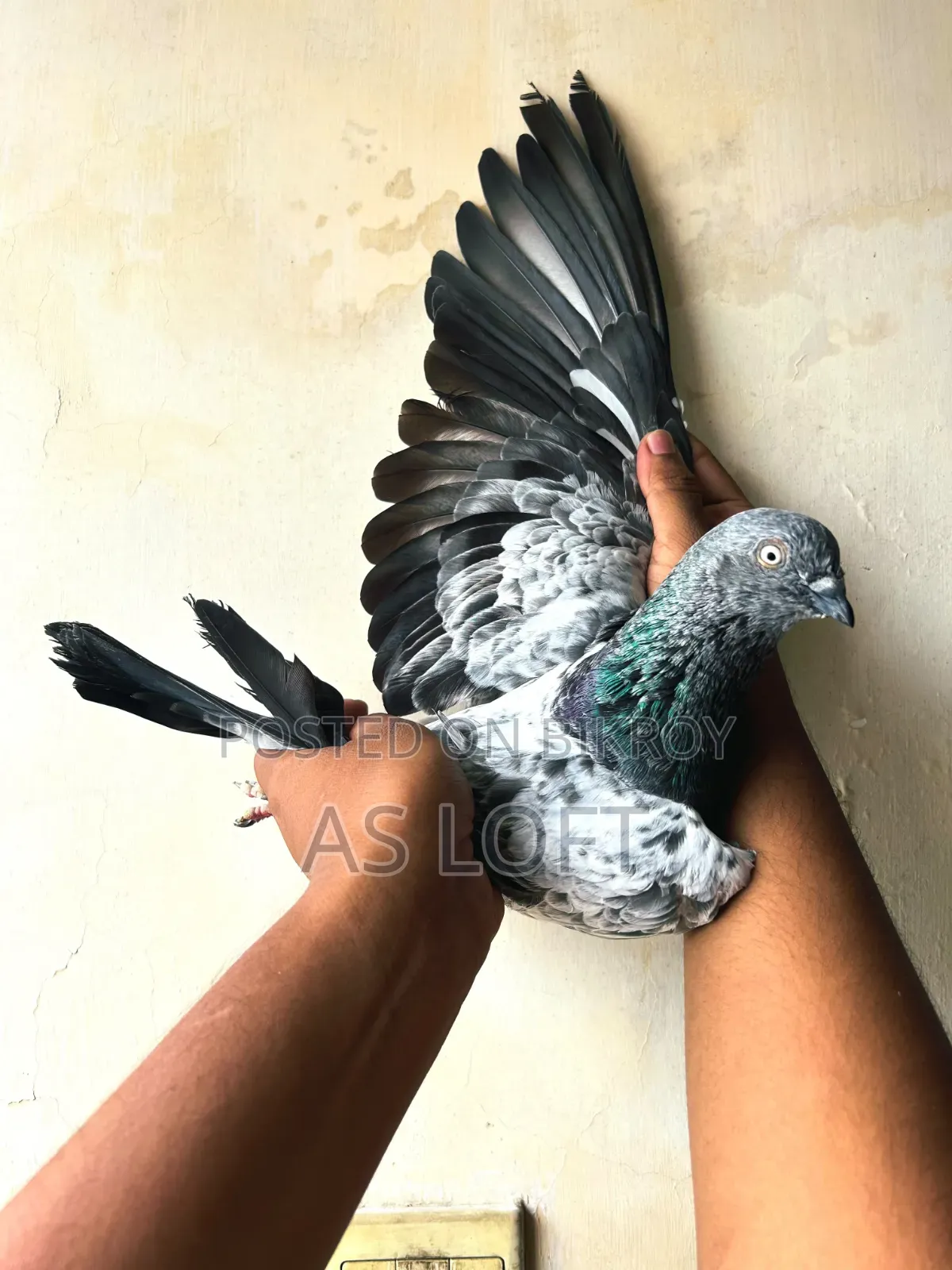তোতা নর কবুতর
