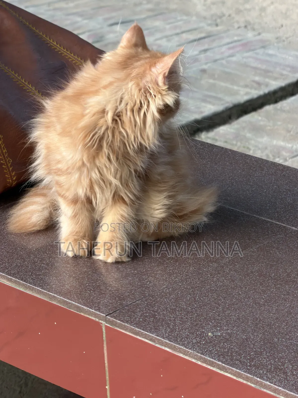 1-3 months Female Purebred Persian