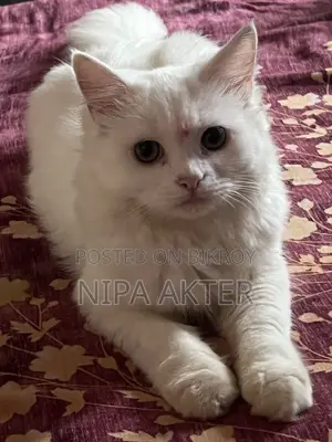 1-3 months Male Purebred Persian