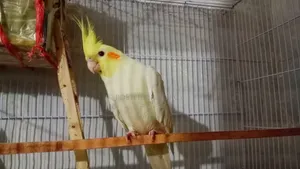 Male Cockatiel for Sale