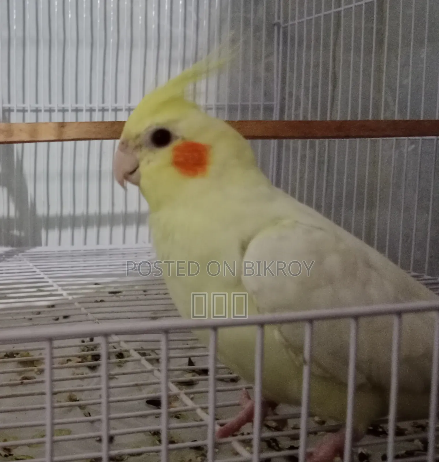 বিক্রির জন্য পুরুষ ককাটিয়েল পাখি