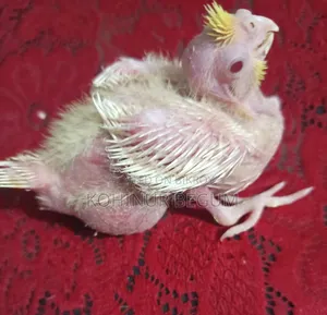Lutino Cockatiel
