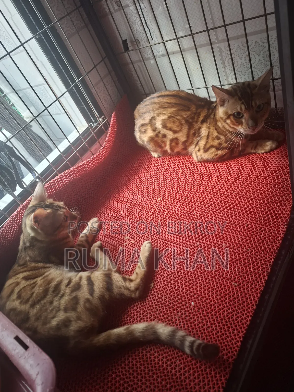 6-12 months Female Purebred Bengal