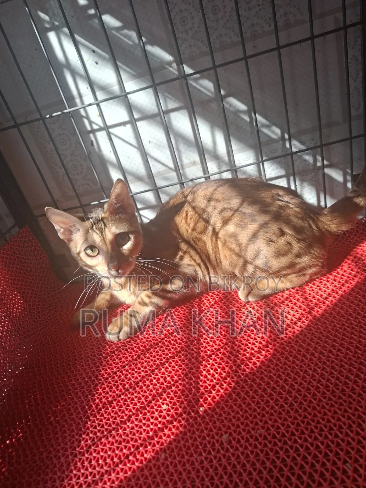 6-12 months Female Purebred Bengal