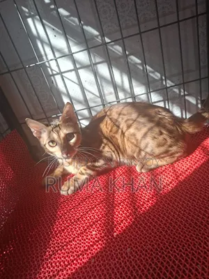 6-12 months Female Purebred Bengal