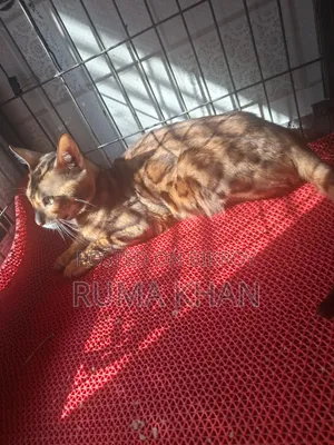 6-12 months Female Purebred Bengal