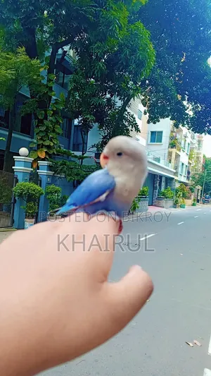 লাভ বার্ড পাখি
