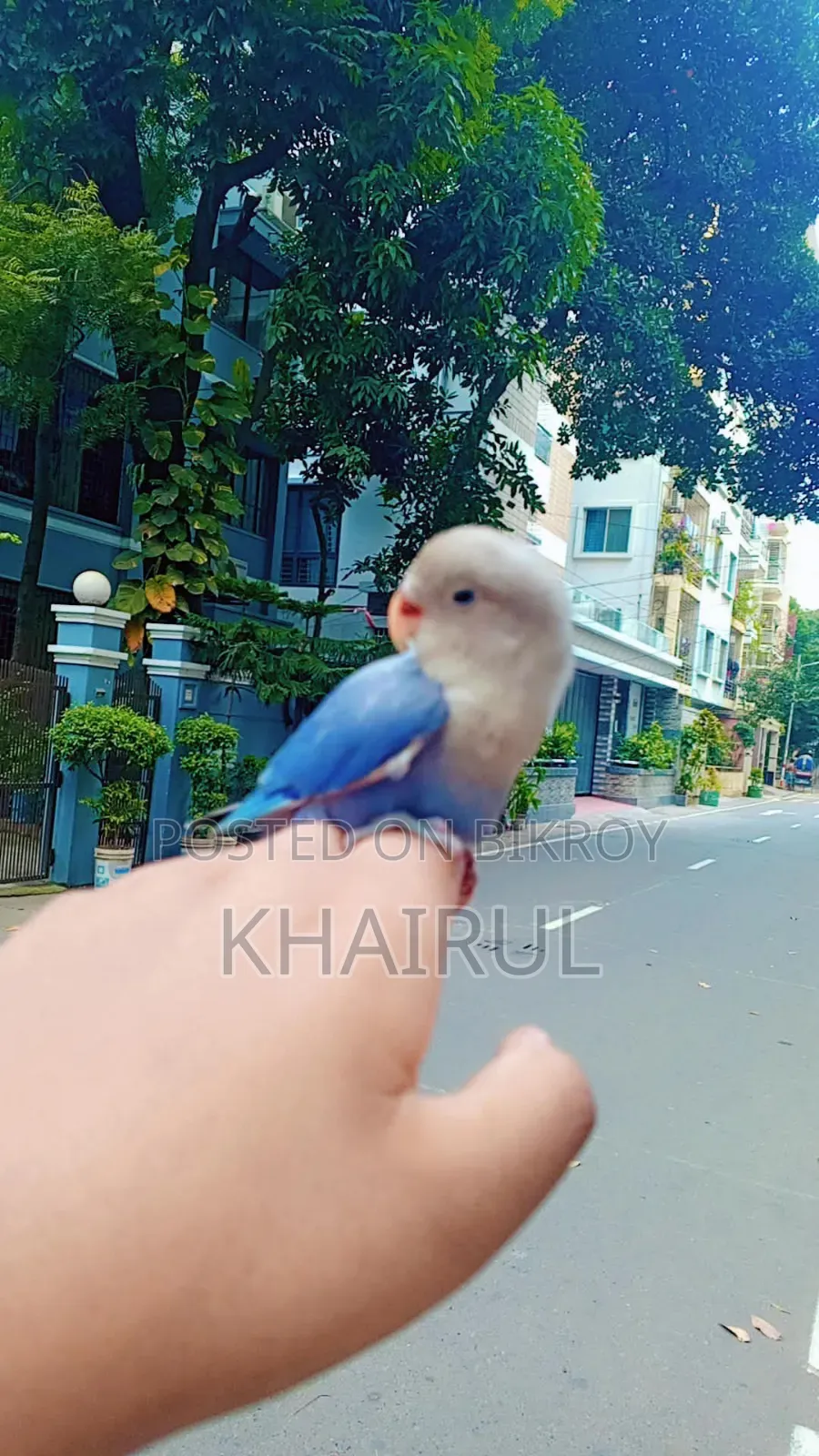Love Bird