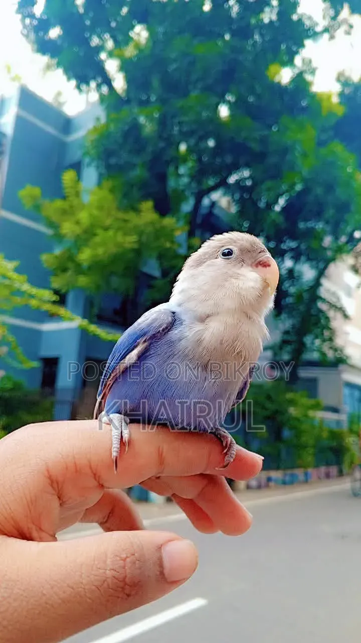 Love Bird