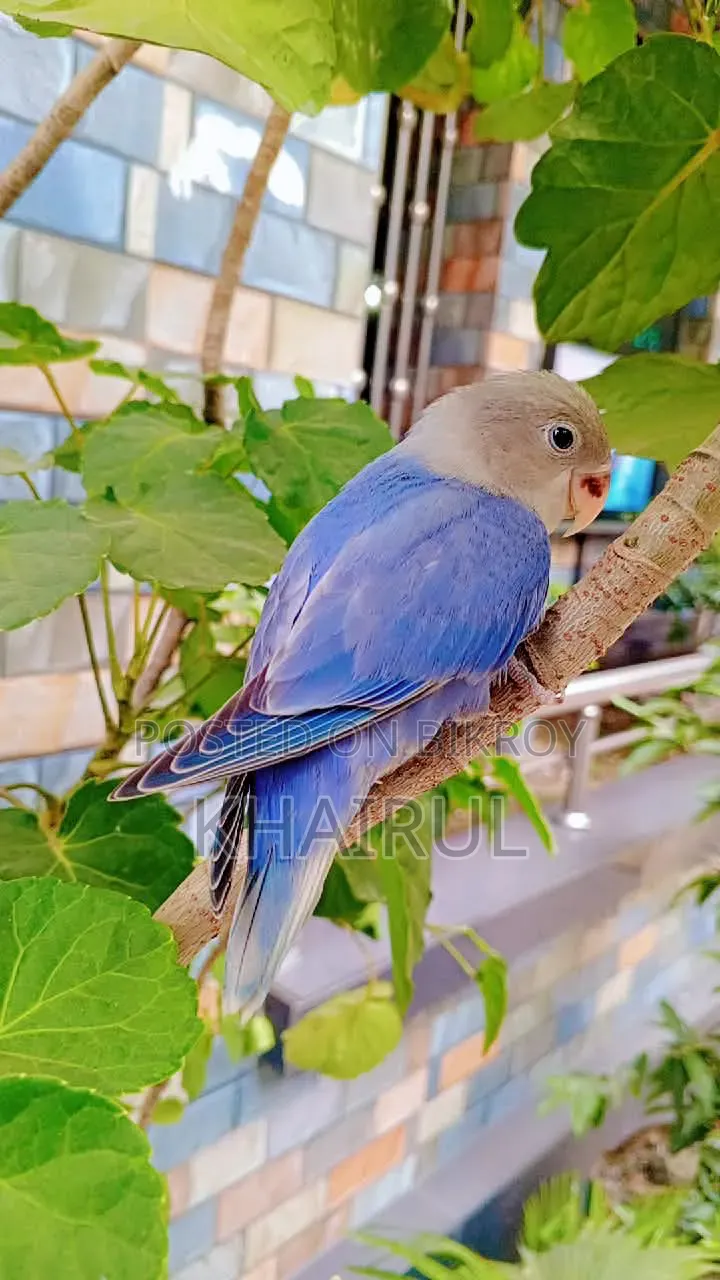 Love Bird