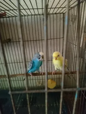 1 pair of running budgie birds will be sold