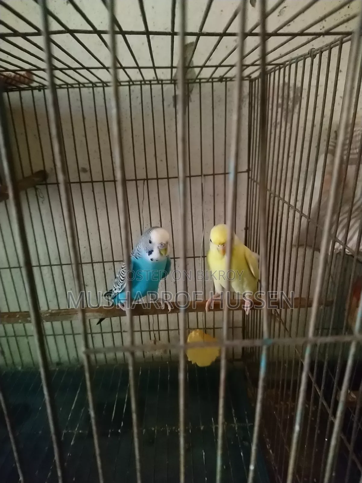 1 pair of running budgie birds will be sold