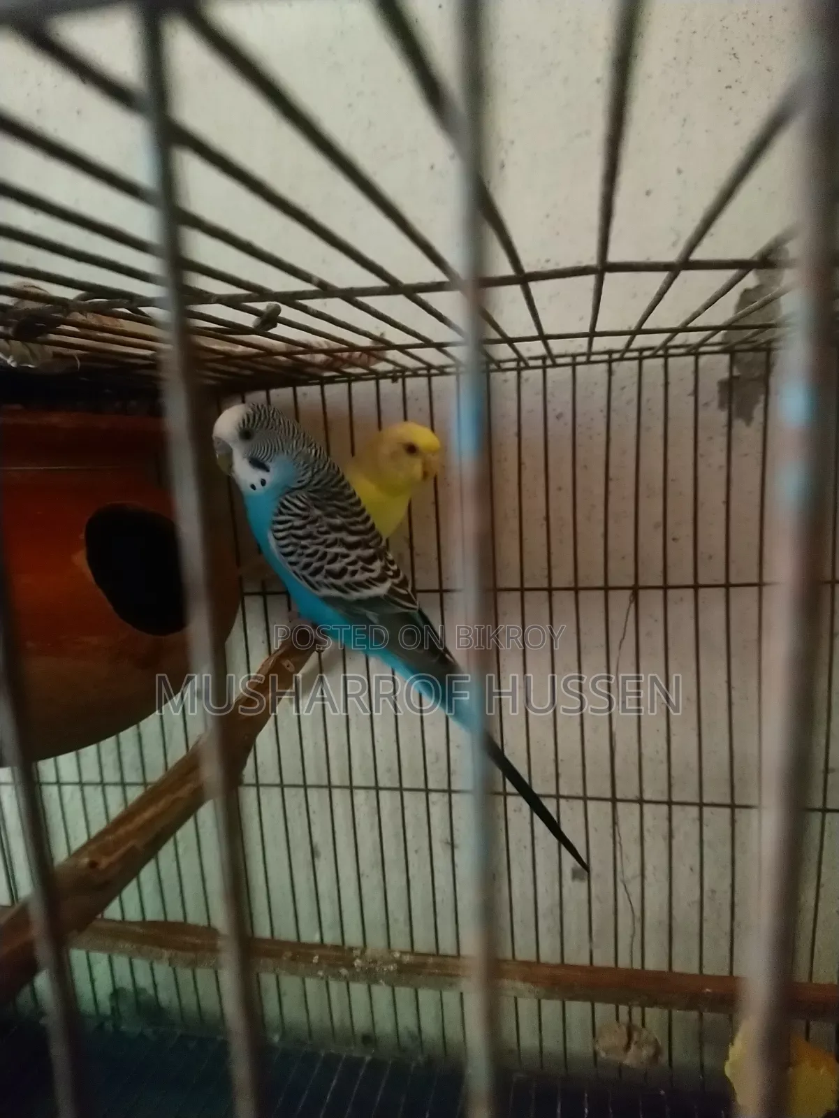 1 pair of running budgie birds will be sold