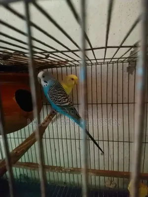 1 pair of running budgie birds will be sold