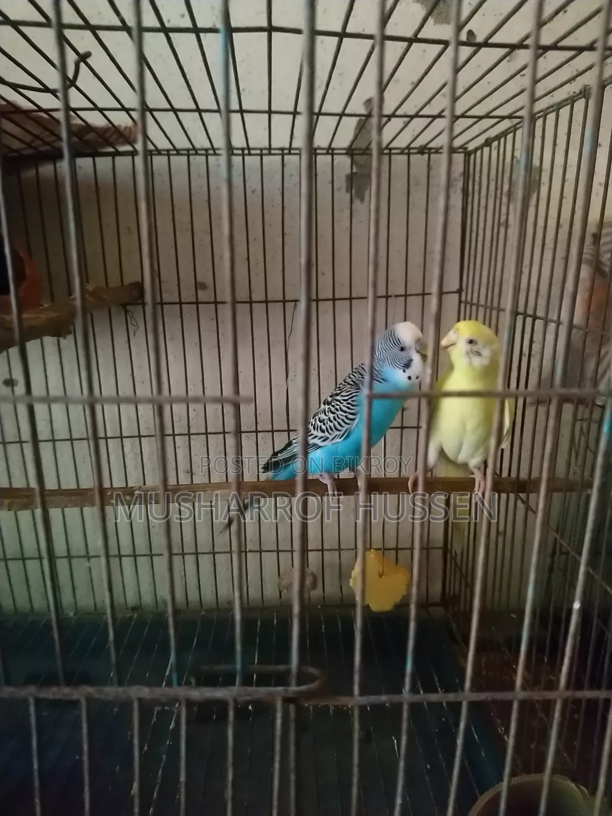 1 pair of running budgie birds will be sold