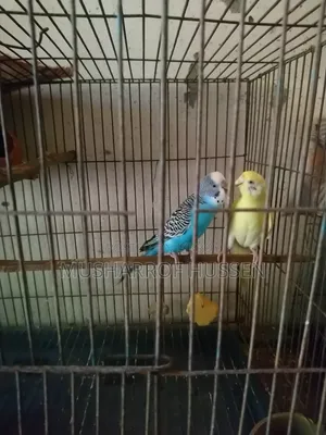 1 pair of running budgie birds will be sold