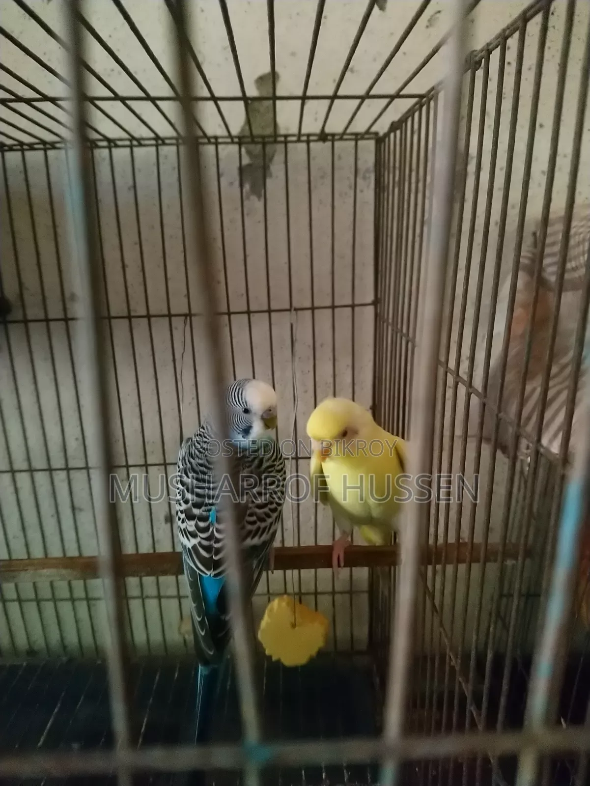 1 pair of running budgie birds will be sold