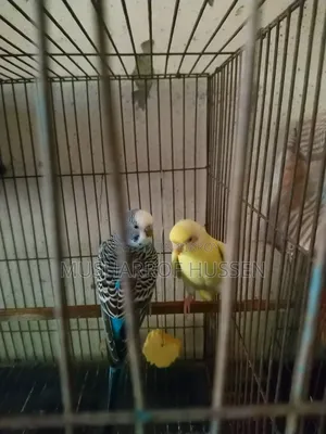 1 pair of running budgie birds will be sold