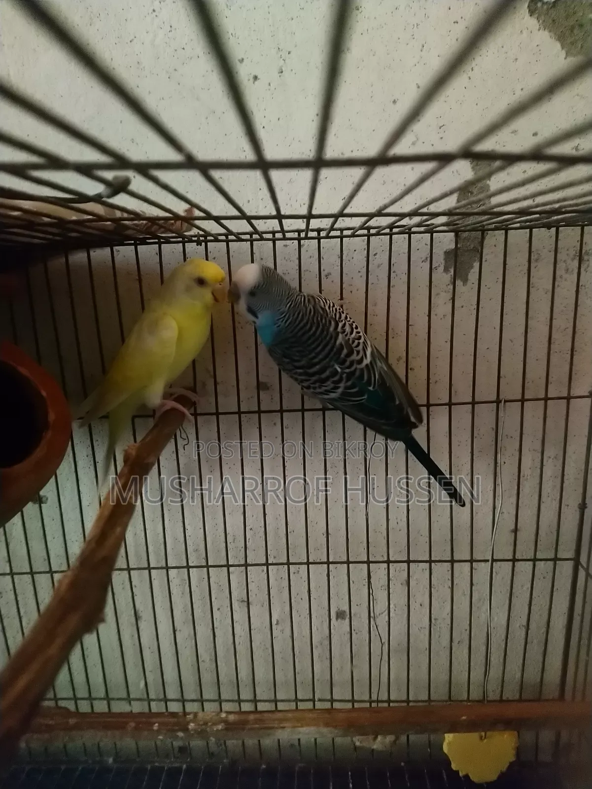 1 pair of running budgie birds will be sold