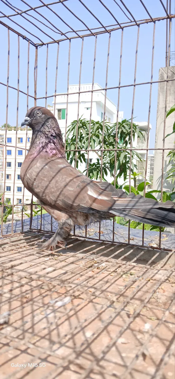 লটে কিছু কবুতর বিক্রি হবে