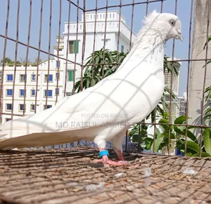 লটে কিছু কবুতর বিক্রি হবে