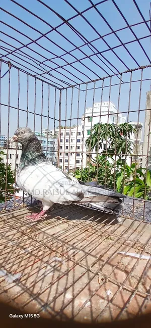 লটে কিছু কবুতর বিক্রি হবে