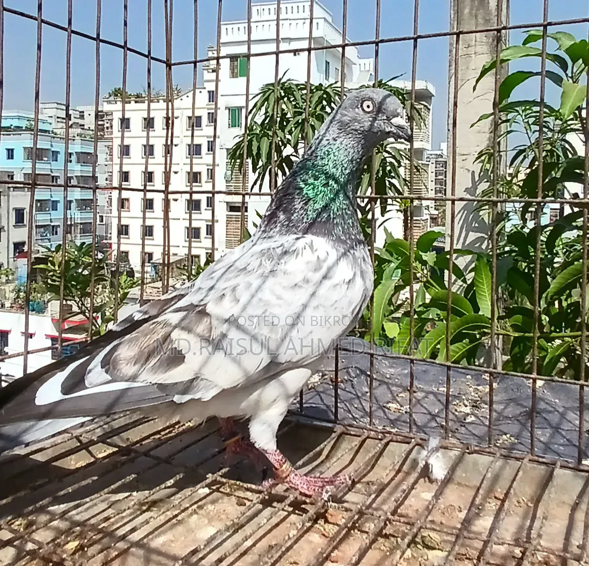 লটে কিছু কবুতর বিক্রি হবে