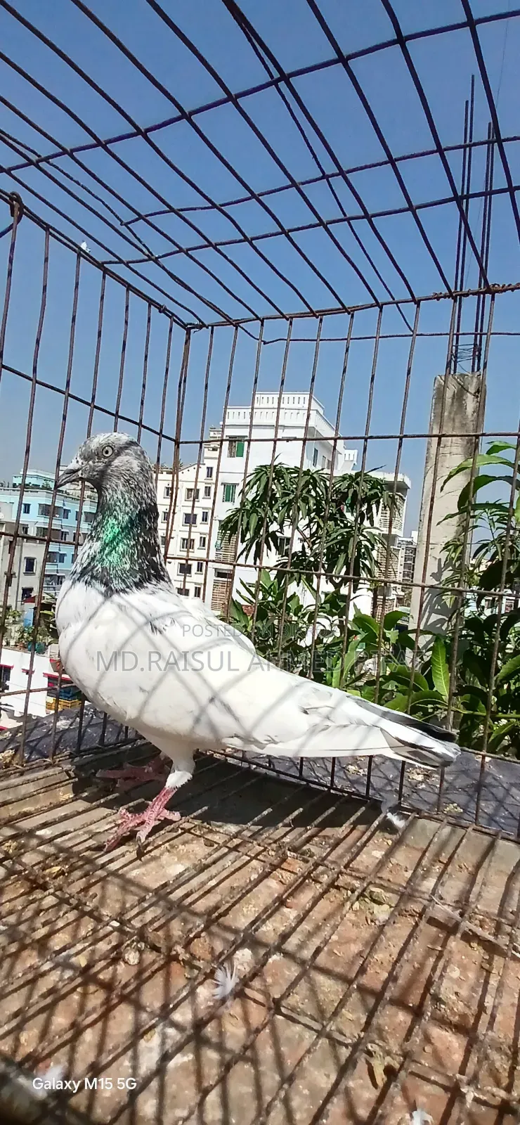 লটে কিছু কবুতর বিক্রি হবে
