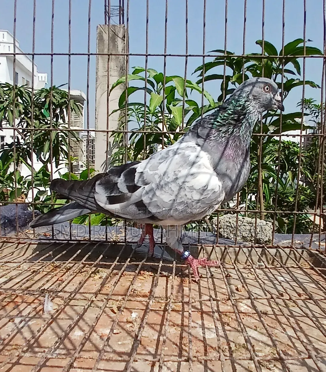 লটে কিছু কবুতর বিক্রি হবে