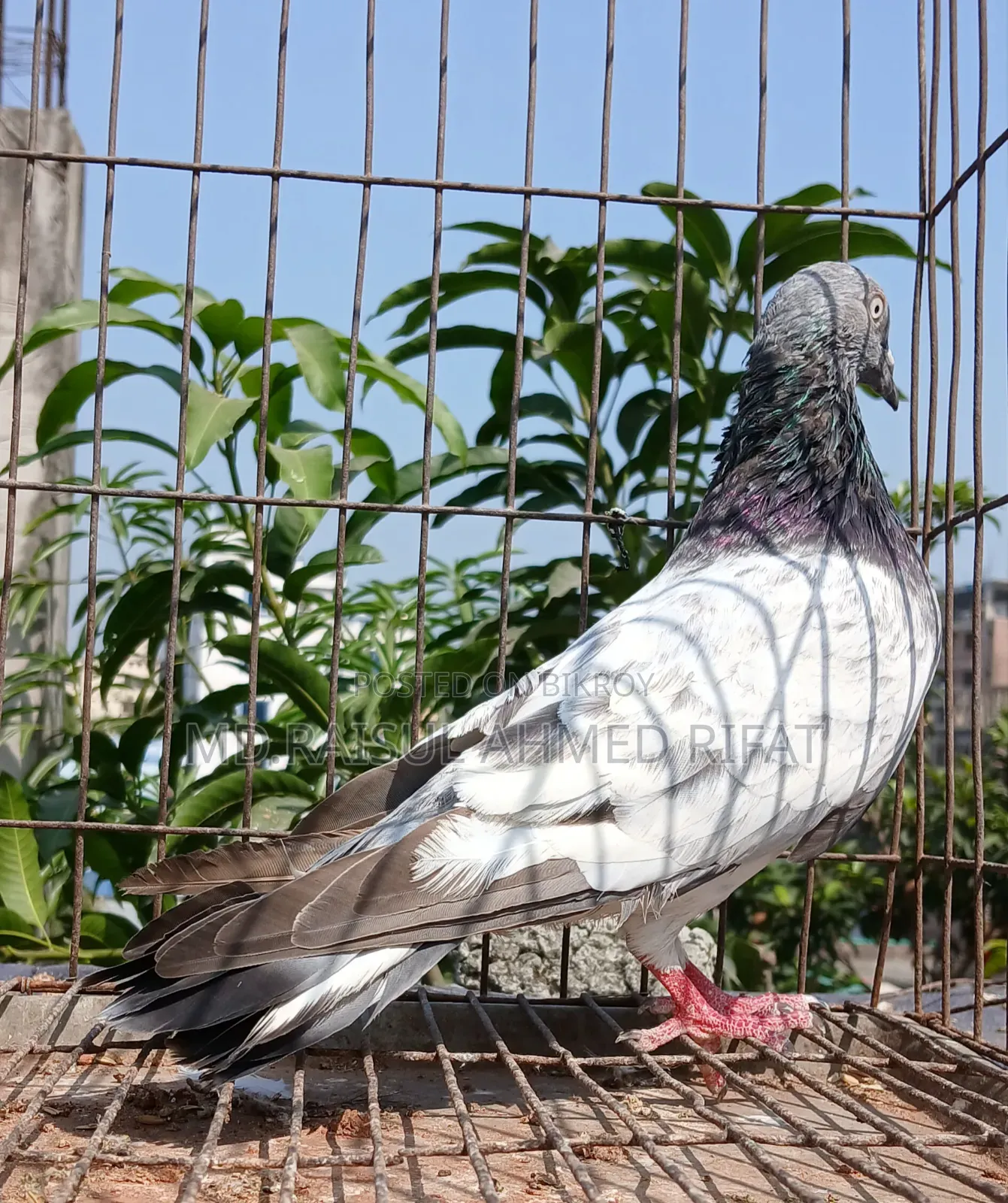 লটে কিছু কবুতর বিক্রি হবে