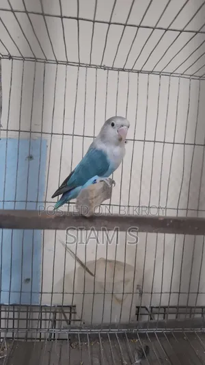 Male Lovebird
