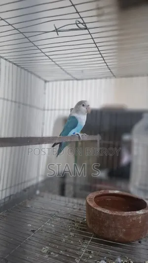 Male Lovebird