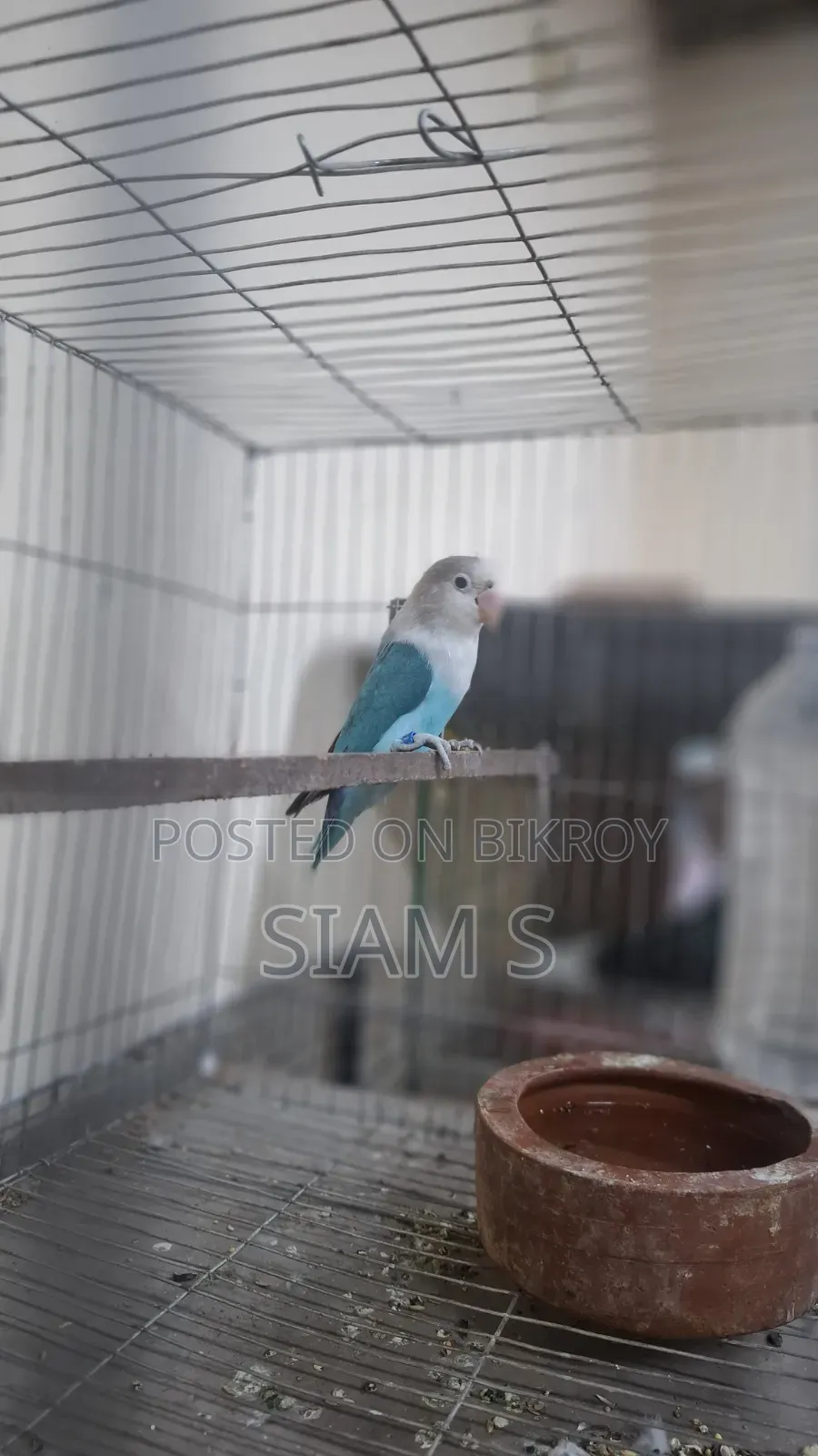 Male Lovebird