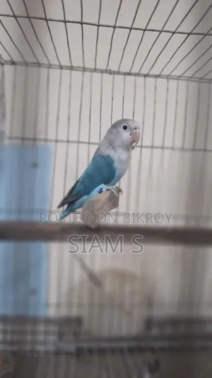 Male Lovebird