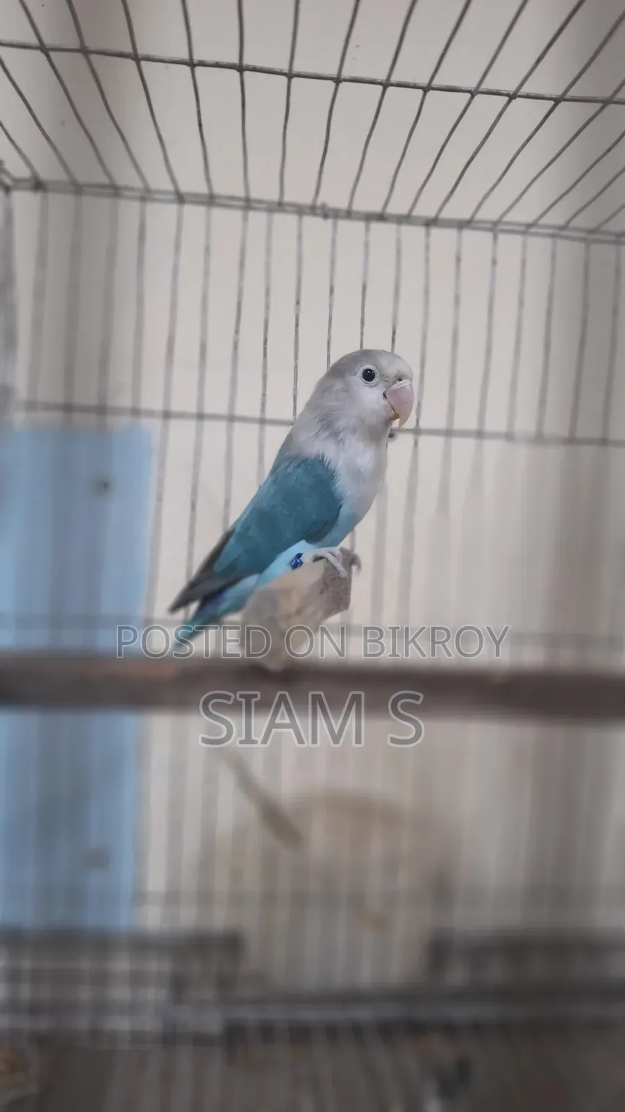 Male Lovebird