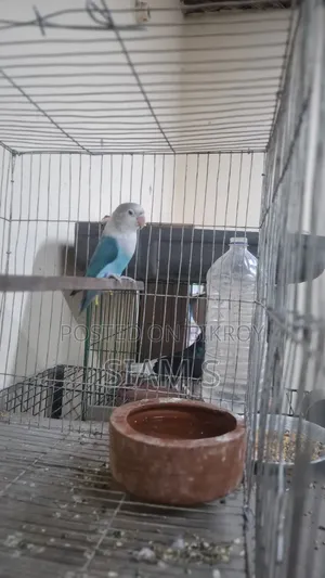 Male Lovebird