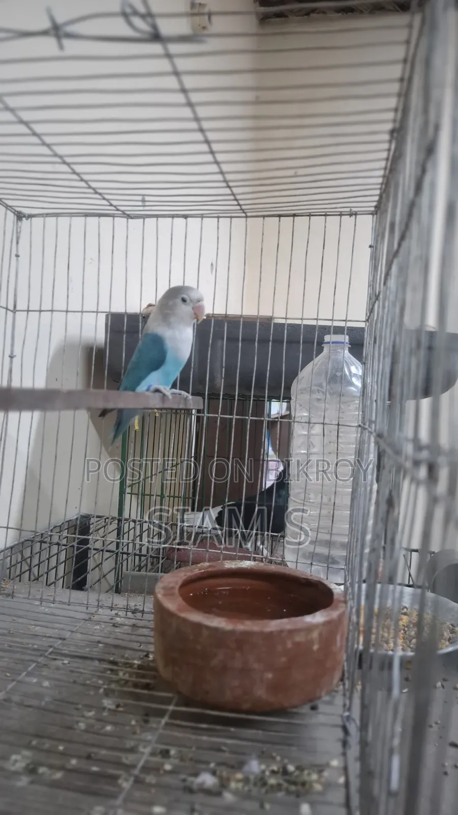 Male Lovebird